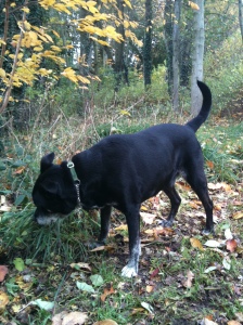 Picture of my late dog, Charlie, sniffing in woods near Macclesfield, Cheshiire.